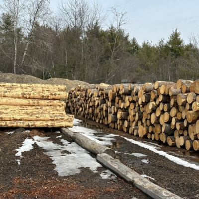 Freshly harvested Lundia logs in the forest